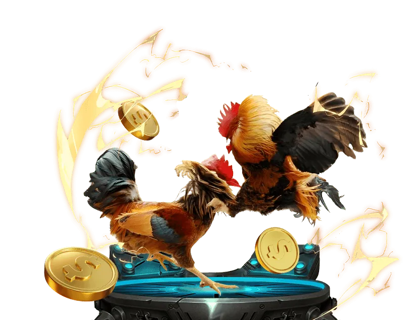 Gà chiến đang được huấn luyện